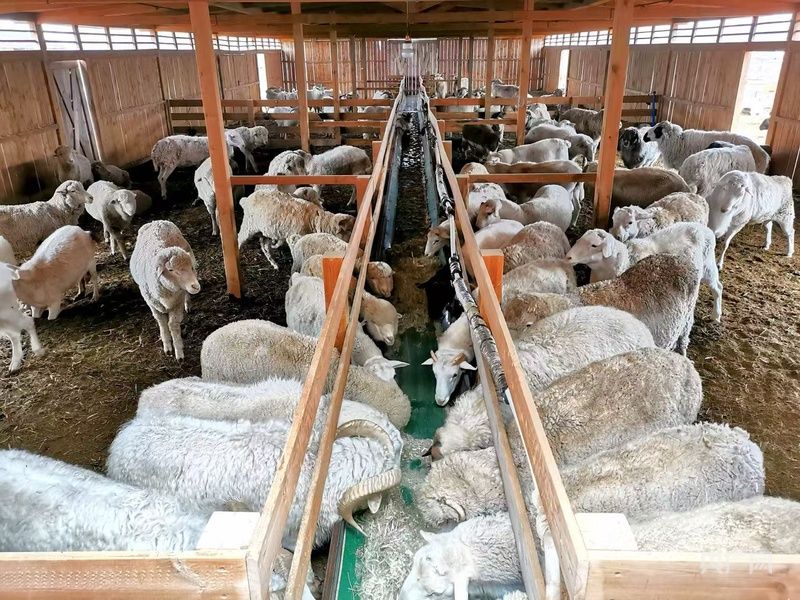 高质量发展看中国 | 从传统牧鞭到远程遥控，科技重塑草原牧人新生活 畜牧养殖