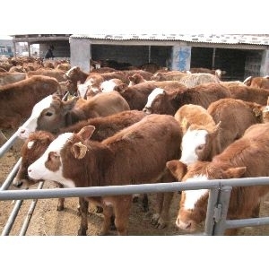 南阳肉牛养殖||肉牛养殖场,山