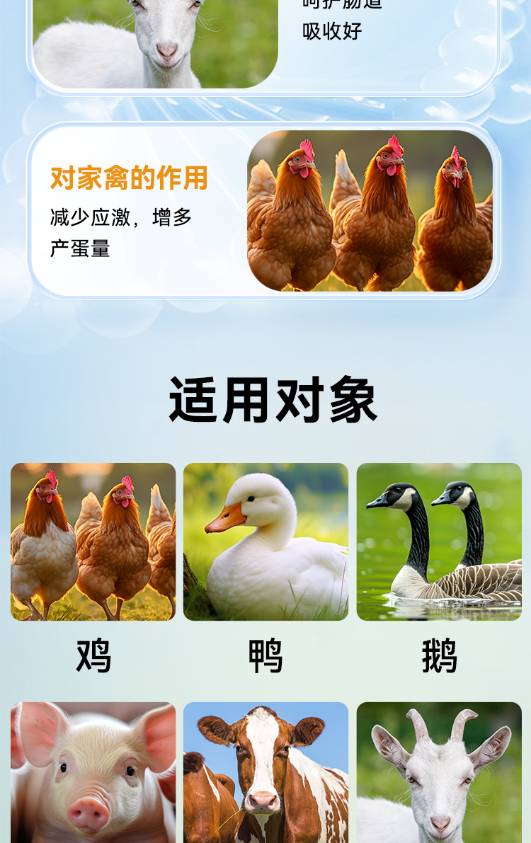 宠物畜牧产品贴牌加工禽畜养殖黄芪多糖颗粒源头工厂定制黄芪多糖